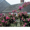 Cottage-style homes with gray shingles are draped in pink climbing roses, evoking the vibrant scenes featured in *Nantucket Vistas* from Schiffer Publishing, Ltd.—blooms spill over fences and rooftops, capturing true coastal charm.