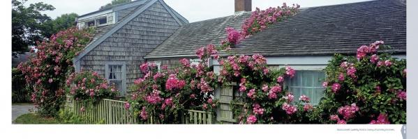 Cottage-style homes with gray shingles are draped in pink climbing roses, evoking the vibrant scenes featured in *Nantucket Vistas* from Schiffer Publishing, Ltd.—blooms spill over fences and rooftops, capturing true coastal charm.