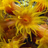 Capture the beauty of vibrant yellow cup coral polyps with feathery tentacles in "Underwater Photography" from Schiffer Publishing, Ltd.—a stunning guide for any underwater photography or scuba enthusiast.