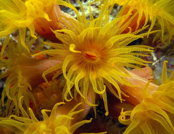 Capture the beauty of vibrant yellow cup coral polyps with feathery tentacles in "Underwater Photography" from Schiffer Publishing, Ltd.—a stunning guide for any underwater photography or scuba enthusiast.