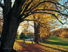 New England by Schiffer Publishing, Ltd. captures the region’s essence: golden autumn trees casting long shadows over grassy fields, sunlight filtering through branches, and a classic white fence visible in the distance.