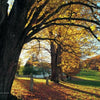 New England by Schiffer Publishing, Ltd. captures the region’s essence: golden autumn trees casting long shadows over grassy fields, sunlight filtering through branches, and a classic white fence visible in the distance.