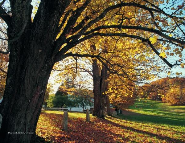 New England by Schiffer Publishing, Ltd. captures the region’s essence: golden autumn trees casting long shadows over grassy fields, sunlight filtering through branches, and a classic white fence visible in the distance.