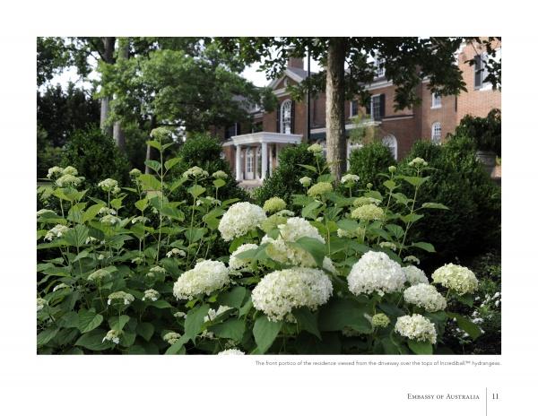 White hydrangeas bloom in private gardens with green shrubs and trees, set before a red-brick embassy residence. Featured in "Diplomatic Gardens of Washington" by Schiffer Publishing, Ltd.