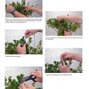 Five instructional images from Schiffer Publishing, Ltd.'s "Basic Topiary" show hands using twine and scissors to shape a leafy plant, with text instructions for each step—ideal for beginners learning topiary art.