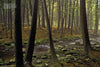 Experience the tranquility of The Poconos by Schiffer Publishing, Ltd.—featuring lush forests, mossy rocks, and gentle streams with sunlight filtering through the canopy. Ideal for scenic photography and capturing peaceful Pennsylvania moments.