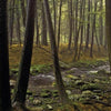 Experience the tranquility of The Poconos by Schiffer Publishing, Ltd.—featuring lush forests, mossy rocks, and gentle streams with sunlight filtering through the canopy. Ideal for scenic photography and capturing peaceful Pennsylvania moments.