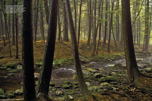 Experience the tranquility of The Poconos by Schiffer Publishing, Ltd.—featuring lush forests, mossy rocks, and gentle streams with sunlight filtering through the canopy. Ideal for scenic photography and capturing peaceful Pennsylvania moments.