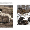 Wolf Sanctuary by Schiffer Publishing, Ltd. features two pages: one with two white wolves nuzzling in grass, the other with five black and white wolves resting and standing on a snowy, rocky landscape.