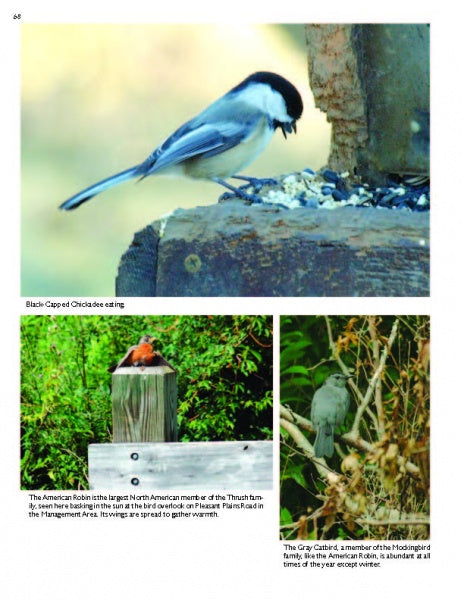 A collage from "The Great Swamp" by Schiffer Publishing, Ltd. shows a Black-capped Chickadee with seeds, an American Robin on a post, and a Gray Catbird in foliage, all photographed at New Jersey's Great Swamp National Wildlife Refuge.