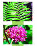 Top: Close-up of vivid green marsh fern fronds. Bottom: Cluster of bright pink swamp milkweed blooms. "The Great Swamp" by Schiffer Publishing, Ltd. captures New Jersey nature at Great Swamp National Wildlife Refuge.