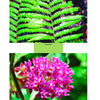 Top: Close-up of vivid green marsh fern fronds. Bottom: Cluster of bright pink swamp milkweed blooms. "The Great Swamp" by Schiffer Publishing, Ltd. captures New Jersey nature at Great Swamp National Wildlife Refuge.