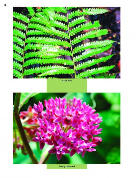 Top: Close-up of vivid green marsh fern fronds. Bottom: Cluster of bright pink swamp milkweed blooms. "The Great Swamp" by Schiffer Publishing, Ltd. captures New Jersey nature at Great Swamp National Wildlife Refuge.