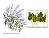 Watercolor illustrations of plants—tall green grasses with purple tops and broad leaves with yellow flowers—are featured in "Today's Botanical Artists" by Schiffer Publishing, Ltd., showcasing contemporary botanical art.