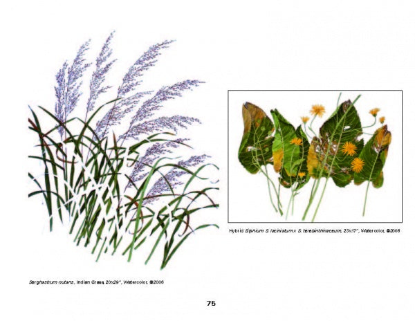 Watercolor illustrations of plants—tall green grasses with purple tops and broad leaves with yellow flowers—are featured in "Today's Botanical Artists" by Schiffer Publishing, Ltd., showcasing contemporary botanical art.