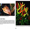 A page from “Today's Botanical Artists” by Schiffer Publishing, Ltd. features two Rhonda Nass paintings: one depicting corn with husks and kernels, the other showcasing colorful chili peppers, along with her bio and botanical art details.