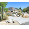 Palm Springs Mid-century Modern by Schiffer Publishing, Ltd. features a stylish home with large windows set behind desert cacti, rocks, and dry grasses beneath a clear sky, complete with a concrete driveway and classic mid-century modern design.