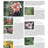 A magazine page from Schiffer Publishing, Ltd.'s "All the Garden's a Stage" features Grevillea, Helichrysum, and Phlomis with plant care tips and photos—ideal inspiration for sustainable landscape or garden book projects.