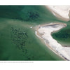 Aerial view from The Cape Cod National Seashore by Schiffer Publishing, Ltd.: Seals cluster in green shallows near the sandy shore, with small groups of people on the beach and dark shapes in the water hinting at marine life.