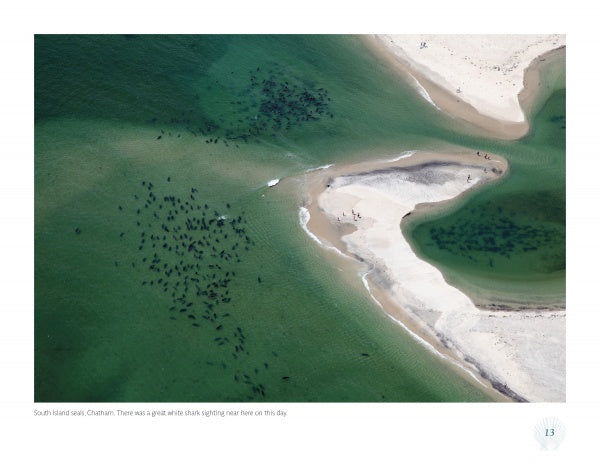 Aerial view from The Cape Cod National Seashore by Schiffer Publishing, Ltd.: Seals cluster in green shallows near the sandy shore, with small groups of people on the beach and dark shapes in the water hinting at marine life.