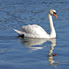 A serene moment at The Cape Cod National Seashore—depicted by Schiffer Publishing, Ltd.—shows a white swan gliding across calm blue water, its reflection clear in a classic Cape Cod scene.