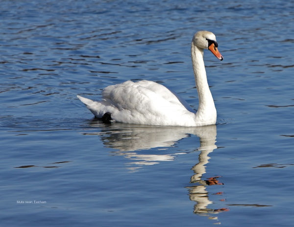 A serene moment at The Cape Cod National Seashore—depicted by Schiffer Publishing, Ltd.—shows a white swan gliding across calm blue water, its reflection clear in a classic Cape Cod scene.