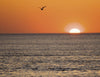 A bird glides above calm ocean waters at sunset in The Cape Cod National Seashore, with the warm orange sky reflecting on the horizon. By Schiffer Publishing, Ltd.