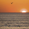 A bird glides above calm ocean waters at sunset in The Cape Cod National Seashore, with the warm orange sky reflecting on the horizon. By Schiffer Publishing, Ltd.