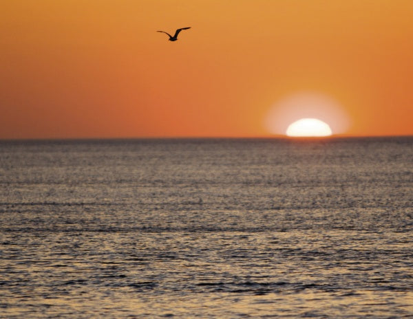 A bird glides above calm ocean waters at sunset in The Cape Cod National Seashore, with the warm orange sky reflecting on the horizon. By Schiffer Publishing, Ltd.