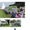A vibrant row of Hydrangeas by Schiffer Publishing, Ltd. in blue, pink, and purple blooms along a lawn near a stone wall and white sailboat, with smaller images of hydrangea gardens by a deck and behind a black fence by the water.