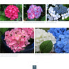 Five images of Hydrangeas by Schiffer Publishing, Ltd. display colorful blooms—bright pink, blue, white, and light pink—amid green leaves, with captions below highlighting the beauty of Cape Cod hydrangea gardens.