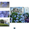 A large cluster of Hydrangeas by Schiffer Publishing, Ltd. blooms in blue and lavender beside the windows and entrance of a white building with glass doors and holiday decorations, with close-ups of flowers and a potted plant on the left.
