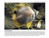 A spotfin butterflyfish swims above a rocky seabed in "Beneath the Garden State" by Schiffer Publishing, Ltd., displaying its yellow tail, black eye stripe, and large dorsal fin spot; an inset shows its distinct markings up close.