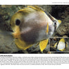 A spotfin butterflyfish swims above a rocky seabed in "Beneath the Garden State" by Schiffer Publishing, Ltd., displaying its yellow tail, black eye stripe, and large dorsal fin spot; an inset shows its distinct markings up close.
