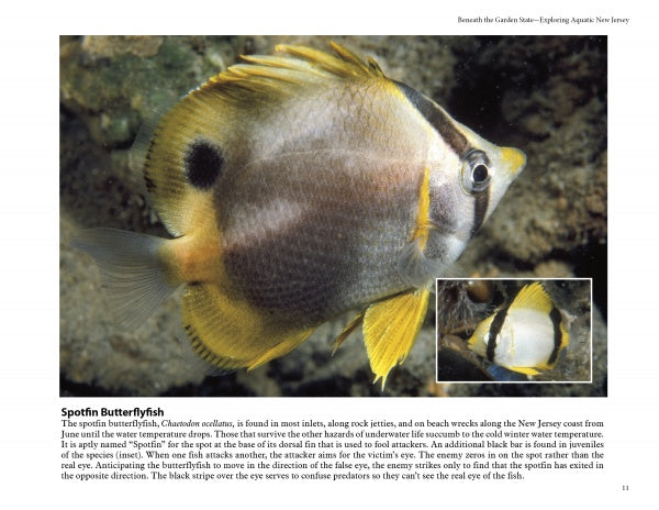 A spotfin butterflyfish swims above a rocky seabed in "Beneath the Garden State" by Schiffer Publishing, Ltd., displaying its yellow tail, black eye stripe, and large dorsal fin spot; an inset shows its distinct markings up close.