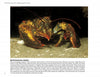 A North American lobster with orange-tipped claws rests on the ocean floor—an example of Atlantic marine life found in New Jersey. "Beneath the Garden State" by Schiffer Publishing, Ltd. explores its species and behavior in detail.