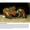 A North American lobster with orange-tipped claws rests on the ocean floor—an example of Atlantic marine life found in New Jersey. "Beneath the Garden State" by Schiffer Publishing, Ltd. explores its species and behavior in detail.