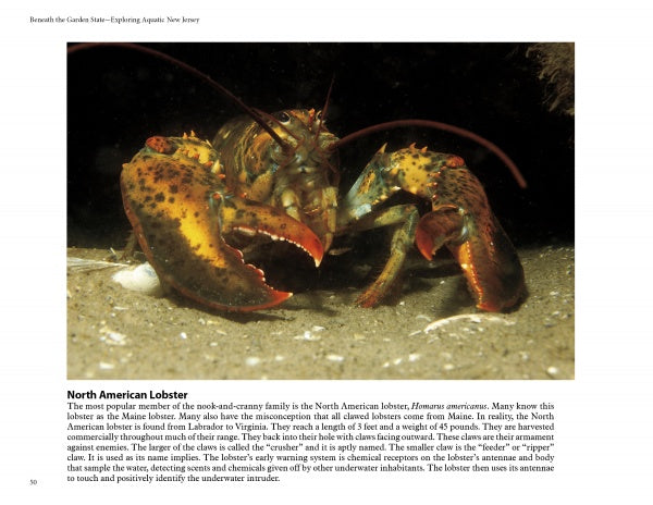 A North American lobster with orange-tipped claws rests on the ocean floor—an example of Atlantic marine life found in New Jersey. "Beneath the Garden State" by Schiffer Publishing, Ltd. explores its species and behavior in detail.