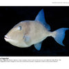 A gray triggerfish featured in "Beneath the Garden State" by Schiffer Publishing, Ltd. swims against a black background, showcasing its compressed body, pointed snout, small mouth, and blue-tinted fins in New Jersey waters.