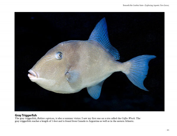 A gray triggerfish featured in "Beneath the Garden State" by Schiffer Publishing, Ltd. swims against a black background, showcasing its compressed body, pointed snout, small mouth, and blue-tinted fins in New Jersey waters.