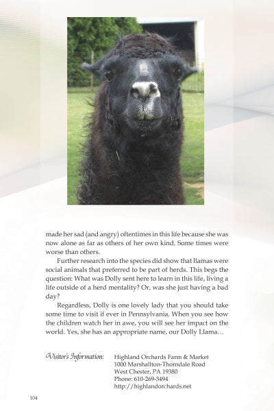 A close-up of a llama, highlighting the gentle presence featured in "Animals Impacting the World" by Schiffer Publishing, Ltd.