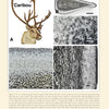 Plate from "Bone, Ivory, and Horn" (Schiffer Publishing, Ltd.) shows a caribou with antlers (A) and three labeled microscopic images of antler tissue (B, C, E, F), valuable for bone identification or studying antique material.