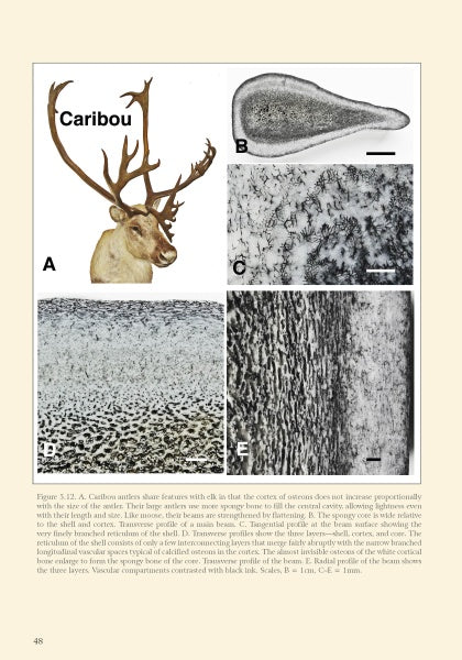 Plate from "Bone, Ivory, and Horn" (Schiffer Publishing, Ltd.) shows a caribou with antlers (A) and three labeled microscopic images of antler tissue (B, C, E, F), valuable for bone identification or studying antique material.