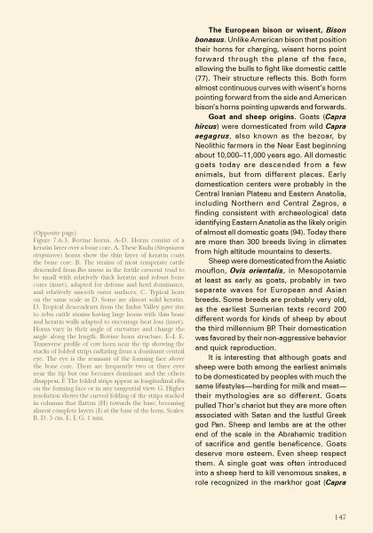 A page from "Bone, Ivory, and Horn" by Schiffer Publishing, Ltd. shows columns on European bison, goats, sheep, and wild goats, diagrammed bison horn cores for bone ID, figure notes in the left margin, and page 147 at the bottom.