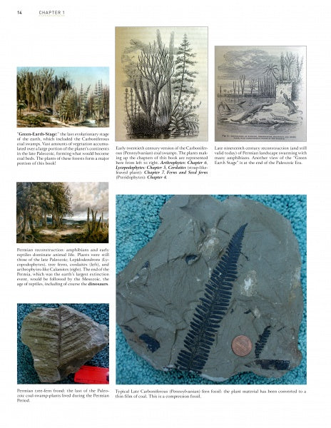 A collage from Schiffer Publishing, Ltd.'s "Paleozoic Fossil Plants" shows ancient landscapes, fossilized ferns in rock, and a penny for scale, illustrating the evolution of coal swamp vegetation through the fossil record.