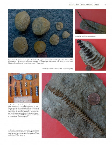 Paleozoic Fossil Plants by Schiffer Publishing, Ltd. features a collage highlighting the rich fossil record and showcasing ancient Paleozoic plants alongside intriguing artifacts and tools.