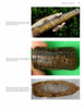 Top: Hand holding a fossilized conifer cone. Middle: Close-up of a segmented plant fossil. Bottom: Cross-section of a fossilized cone—Paleozoic Fossil Plants from Schiffer Publishing, Ltd., relics of ancient coal swamp vegetation.