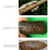 Top: Hand holding a fossilized conifer cone. Middle: Close-up of a segmented plant fossil. Bottom: Cross-section of a fossilized cone—Paleozoic Fossil Plants from Schiffer Publishing, Ltd., relics of ancient coal swamp vegetation.