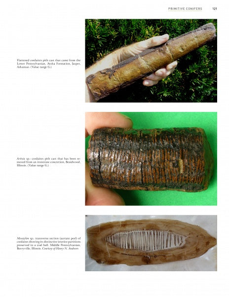 Top: Hand holding a fossilized conifer cone. Middle: Close-up of a segmented plant fossil. Bottom: Cross-section of a fossilized cone—Paleozoic Fossil Plants from Schiffer Publishing, Ltd., relics of ancient coal swamp vegetation.