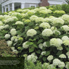 A lush cluster of pale greenish-white ‘Annabelle’ hydrangeas enhances a Chatham, MA garden—an inspiring scene featured in "Heavenly Hydrangeas" by Schiffer Publishing, Ltd., ideal for any hydrangea care handbook.